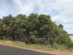 Eucalyptus leucoxylon megalocarpa