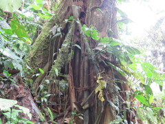 Socratea exorrhiza