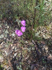 Thysanotus tuberosus