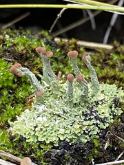 Cladonia subcariosa