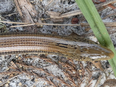 Ophisaurus ventralis