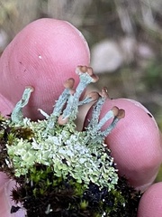 Cladonia subcariosa