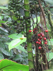 Chamaedorea linearis