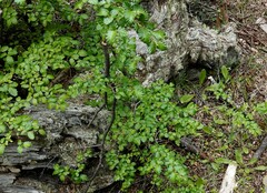 Nothofagus pumilio