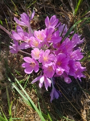 Colchicum autumnale