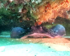 Urolophus circularis