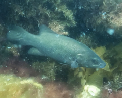 Psammoperca datnioides