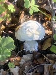 Hypomyces