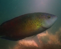 Austrolabrus maculatus