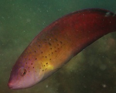 Austrolabrus maculatus