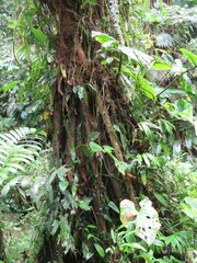 Socratea exorrhiza