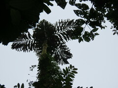 Socratea exorrhiza