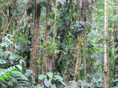 Socratea exorrhiza