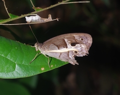 Posttaygetis penelea