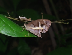 Posttaygetis penelea