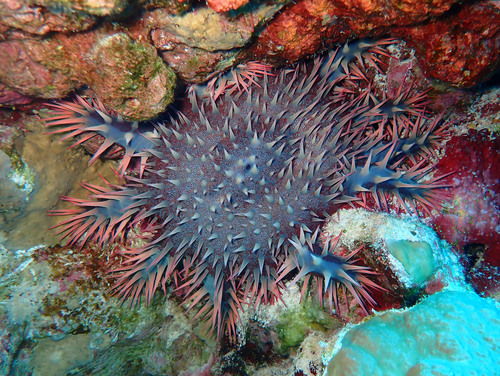 Red Sea crown-of-thorns