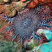 Red Sea Crown-of-Thorns - Photo (c) Sylvain Le Bris, some rights reserved (CC BY-NC), uploaded by Sylvain Le Bris