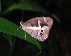 Posttaygetis penelea