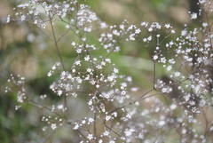 Gypsophila paniculata