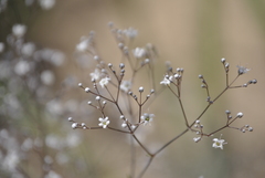 Gypsophila paniculata