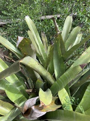 Aechmea floribunda