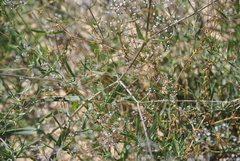 Gypsophila paniculata