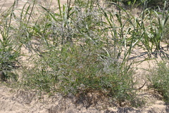 Gypsophila paniculata