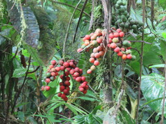 Chamaedorea linearis