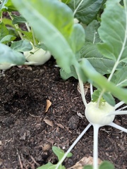 Brassica oleracea gongylodes