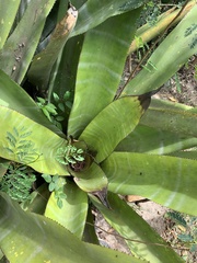 Aechmea floribunda
