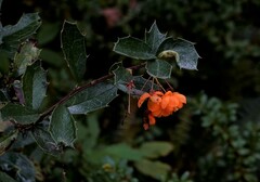 Berberis ilicifolia