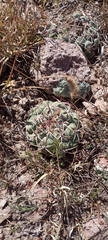 Thelocactus hexaedrophorus