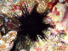 Echinothrix diadema