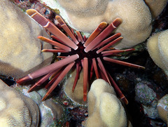 Heterocentrotus mamillatus