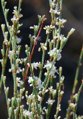 Eriogonum wrightii membranaceum