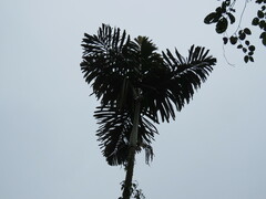 Iriartea deltoidea