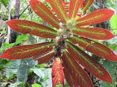 Columnea medicinalis