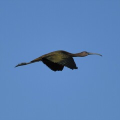 Plegadis falcinellus