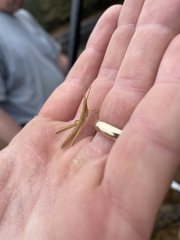 Achurum carinatum