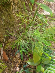 Lycopodium deuterodensum