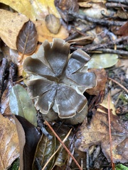 Entoloma ferruginans