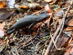 Taricha rivularis