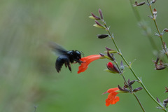 Xylocopa strandi