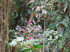 Guzmania wittmackii