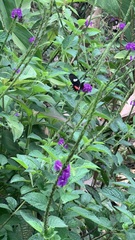 Heliconius clysonymus