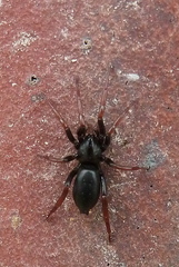 Trachyzelotes pedestris