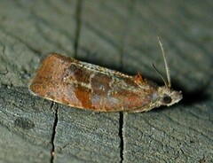 Evora hemidesma