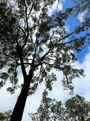Angophora