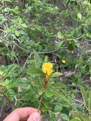 Handroanthus chrysotrichus