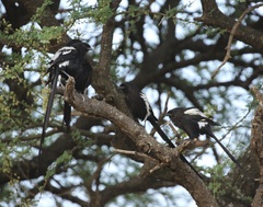 Lanius melanoleucus